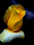     
: R10.jpg
: 12
:	35.7 
ID:	2720766