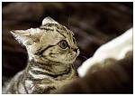     
: 1164644996_28.jpg
: 26
:	53.9 
ID:	27261