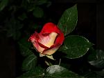     
: R23.jpg
: 36
:	68.1 
ID:	2727546