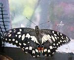     
: Фото4650_6.jpg
: 19
:	191.9 
ID:	2729316