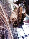     
: Фото4650_1.jpg
: 28
:	107.2 
ID:	2729320