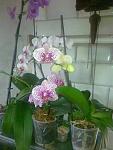     
: 29052011290.jpg
: 54
:	95.5 
ID:	2736976