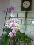     
: 29052011291.jpg
: 43
:	91.0 
ID:	2736977