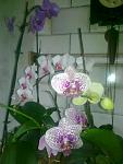     
: 29052011292.jpg
: 54
:	88.0 
ID:	2736980