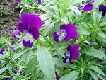     
: S4024960.jpg
: 9
:	150.3 
ID:	2739607