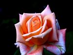     
: R27.jpg
: 10
:	73.4 
ID:	2741972
