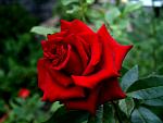     
: R28.jpg
: 10
:	80.5 
ID:	2741973