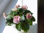     
: Rob's Antique Rose_05.2011-1.JPG
: 35
:	211.0 
ID:	2747164