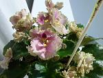     
: Rob's Antique Rose_05.2011-2.JPG
: 32
:	251.7 
ID:	2747166