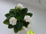     
: Rob's cotton ball_05.2011.JPG
: 33
:	179.9 
ID:	2747182