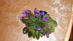     
: Vallarta Campanas Moradas_05.2011.JPG
: 41
:	96.4 
ID:	2747314