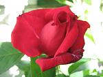     
: IMG_4953.JPG
: 4
:	46.6 
ID:	2761312