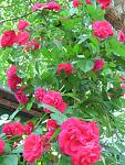    
: IMG_4970.JPG
: 9
:	119.2 
ID:	2761324