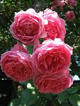     
: IMG_4972.JPG
: 8
:	77.3 
ID:	2761325