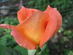     
: IMG_4982.JPG
: 5
:	47.6 
ID:	2761326