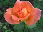     
: IMG_4981.JPG
: 7
:	47.2 
ID:	2761327