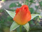     
: IMG_4975.JPG
: 7
:	44.5 
ID:	2761328