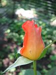     
: IMG_4973.JPG
: 7
:	53.9 
ID:	2761329