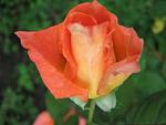     
: IMG_4985.JPG
: 9
:	44.3 
ID:	2762992