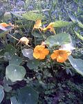     
: Фото060.jpg
: 23
:	132.7 
ID:	2775105