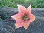    
: 2011-05-14 17.41.41.jpg
: 27
:	63.7 
ID:	2775815
