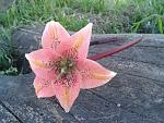     
: 2011-05-14 17.42.02.jpg
: 19
:	67.3 
ID:	2775816