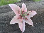     
: 2011-05-14 17.42.43.jpg
: 32
:	60.5 
ID:	2775818
