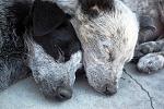     
: Cattle_Dog_Nap_by_AnxietyPatient.jpg
: 17
:	164.8 
ID:	2777839