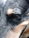     
: Denim_Half_Face.jpg
: 16
:	287.2 
ID:	2777844