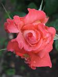     
: IMG_5000.JPG
: 11
:	44.4 
ID:	2780682