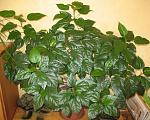     
: Махровый.JPG
: 30
:	249.4 
ID:	2786601