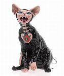     
: bdsm_cats_02.jpg
: 21
:	31.8 
ID:	2791550