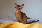     
: sophie.jpg
: 15
:	72.5 
ID:	2792669