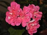     
: Resize of IMG_5300.JPG
: 13
:	106.4 
ID:	2795768
