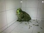     
: 17062011647.jpg
: 96
:	113.5 
ID:	2797899