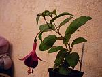     
: P1020891111.jpg
: 8
:	183.5 
ID:	2804625