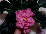     
: Фото0154.jpg
: 13
:	241.0 
ID:	2807797