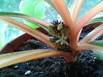     
: 2011-06-25 16.01.51.jpg
: 24
:	119.8 
ID:	2809708