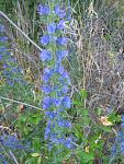     
: IMG_5077.JPG
: 12
:	94.1 
ID:	2822675