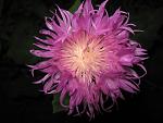     
: IMG_5082.JPG
: 9
:	47.8 
ID:	2822677