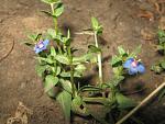     
: IMG_5070.JPG
: 10
:	58.1 
ID:	2822678