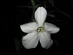     
: IMG_5046.JPG
: 11
:	24.5 
ID:	2822684