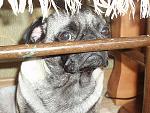     
: P5260002%252520%2525282%252529.JPG
: 47
:	110.1 
ID:	2851033