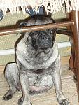     
: P5260003%252520%2525282%252529.JPG
: 52
:	76.5 
ID:	2851035