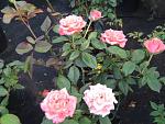     
: IMG_0812.JPG
: 9
:	68.4 
ID:	2852954