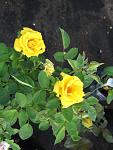     
: IMG_0813.JPG
: 9
:	60.0 
ID:	2852955