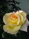     
: IMG_3085.JPG
: 9
:	28.8 
ID:	2852957