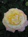     
: IMG_3087.JPG
: 11
:	36.3 
ID:	2852958