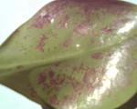     
: PIC_11-07-10_10-51-36.jpg
: 24
:	198.9 
ID:	2857694