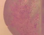     
: PIC_11-07-10_10-59-48.jpg
: 18
:	123.8 
ID:	2857701